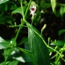 Semínka Andrographis paniculata, profesionální balení 100 ks, ájurvédská bylina pro pěstitele 2