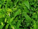 Semínka Andrographis paniculata, profesionální balení 100 ks, ájurvédská bylina pro pěstitele 3