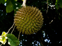 Semínka Annona purpurea, 3 ks, vzácná tropická anona se zelenými trnitými plody, výsadba pro sběratele exotických rostlin 2