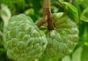 Semínka Annona squamosa Sugar Apple, balení 20 ks, tropický ovocný strom s krémovou dužinou, pro skleník a sběratele 2