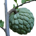 Semínka anony šupinaté Annona squamosa Sugar Apple, 10 ks, tropický ovocný strom se sladkou dužinou, výsadba pro skleník 1
