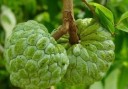 Semínka anony šupinaté Annona squamosa Sugar Apple, 10 ks, tropický ovocný strom se sladkou dužinou, výsadba pro skleník 2