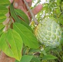 Semínka anony šupinaté Annona squamosa Sugar Apple, 10 ks, tropický ovocný strom se sladkou dužinou, výsadba pro skleník 3