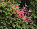 Semínka Antigonon leptopus pink, 5 ks, popínavá tropická rostlina se sytě růžovými hrozny květů, výsadba pro skleník a pergolu 2