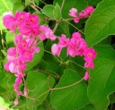 Semínka Antigonon leptopus pink, 5 ks, popínavá tropická rostlina se sytě růžovými hrozny květů, výsadba pro skleník a pergolu 3