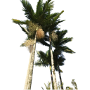 Semínka Archontophoenix alexandrae, 5 ks, vysoká tropická palma se štíhlým kmenem, výsadba pro skleník a interiér 1