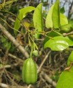 Semínka Aristolochia indica, 10 ks, indický popínavý podražec s netradičními trubkovitými květy, výsadba pro skleník 2