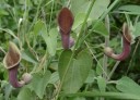 Semínka Aristolochia indica, 10 ks, indický popínavý podražec s netradičními trubkovitými květy, výsadba pro skleník 3