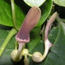 Semínka Aristolochia tagala, 10 ks, popínavý tropický podražec s purpurově-hnědými květy, výsadba pro skleník a sběratele 1