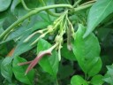 Semínka Aristolochia tagala, 10 ks, popínavý tropický podražec s purpurově-hnědými květy, výsadba pro skleník a sběratele 2