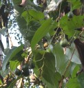 Semínka Aristolochia tagala, 10 ks, popínavý tropický podražec s purpurově-hnědými květy, výsadba pro skleník a sběratele 3