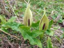 Semínka árona skvrnitého Arum maculatum, 5 ks, lesní vytrvalka s charakteristickým toulcem, výsadba pro stinné zahrady 2