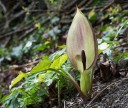 Semínka árona skvrnitého Arum maculatum, 5 ks, lesní vytrvalka s charakteristickým toulcem, výsadba pro stinné zahrady 3