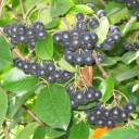 Semínka arónie černoplodé Aronia melanocarpa, 50 ks, ovocný keř s černými lesklými plody, výsadba do zahrad a samozásobitelských projektů 1