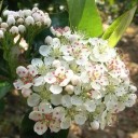 Semínka arónie černoplodé Aronia melanocarpa, 50 ks, ovocný keř s černými lesklými plody, výsadba do zahrad a samozásobitelských projektů 2