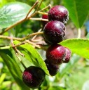 Semínka arónie černoplodé Aronia melanocarpa, 50 ks, ovocný keř s černými lesklými plody, výsadba do zahrad a samozásobitelských projektů 3