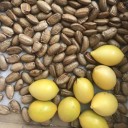 Semínka Artabotrys hexapetalus Climbing Ylang-Ylang, 5 ks, popínavá tropická rostlina s plody, pro sběratele a skleník 2