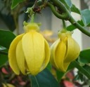 Semínka Artabotrys hexapetalus Climbing Ylang-Ylang, 5 ks, popínavá tropická rostlina s plody, pro sběratele a skleník 3