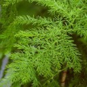 Semínka Asparagus racemosus Shatavari, 20 ks, ájurvédská bylina s jemným peřitým olistěním, výsadba pro skleník 1