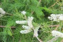 Semínka Asparagus racemosus Shatavari, 20 ks, ájurvédská bylina s jemným peřitým olistěním, výsadba pro skleník 2