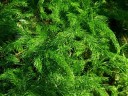 Semínka Asparagus racemosus Shatavari, 20 ks, ájurvédská bylina s jemným peřitým olistěním, výsadba pro skleník 3