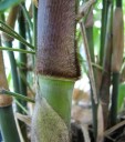 Semínka bambus Dendrocalamus strictus 1000 ks tropický rychle rostoucí druh se zelenými stébly pro hromadné výsadby, školky a plantáže 2