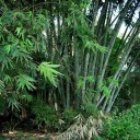 Semínka bambus Dendrocalamus strictus 500 ks výškově vzrostlý tropický druh se zelenými stébly pro plantáže a velkoplošné výsadby 3