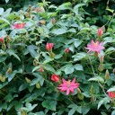 Semínka banánové mučenky Passiflora mollissima 100 ks Popínavá liána s podlouhlými žlutými jedlými plody Do skleníku i na opěru 2