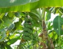 Semínka banánovníku Musa acuminata ssp. acuminata 5 ks Exotická rostlina s velkými listy a červeným květem Do interiéru i skleníku 2