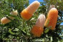 Semínka banksie pilolisté Banksia prionotes 5 ks vzácný australský keř s oranžovými květy pro výsev a domácí pěstování exotiky 2