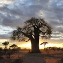 Semínka baobabu Adansonia digitata, 5 ks, africký strom života s mohutným kmenem, výsadba pro bonsaj, sběratele a zimní zahradu 1
