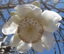 Semínka baobabu Adansonia digitata, 5 ks, africký strom života s mohutným kmenem, výsadba pro bonsaj, sběratele a zimní zahradu 2