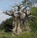 Semínka baobabu Adansonia digitata, 5 ks, africký strom života s mohutným kmenem, výsadba pro bonsaj, sběratele a zimní zahradu 4