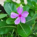 Semínka barvínkovec růžový Catharanthus roseus 50 ks kvetoucí okrasná bylina s růžovými květy na zahradu balkon i do květináče 2