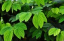 Semínka bauhinie bílé Bauhinia acuminata 5 ks tropický keř s bílými květy a dvojlaločnými listy pro pěstování v interiéru a zimní zahradě 2