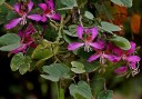 Semínka bauhinie purpurové Bauhinia purpurea 10 ks tropický strom s růžovo-fialovými květy pro výsev a okrasné domácí pěstování 4
