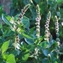 Semínka bazalky posvátné Ocimum tenuiflorum Green Leaf 500 ks Aromatická jedlá bylinka tulsi se zelenými listy Na čaj i do kuchyně 2