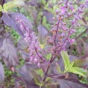 Semínka bazalky posvátné Ocimum tenuiflorum Purple Leaf 250 ks Aromatická jedlá bylinka tulsi s purpurovými listy Na čaj i do kuchyně 2