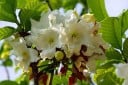 Semínka beaumontie velkokvěté Beaumontia grandiflora 5 ks tropická popínavá liána s bílými zvonkovitými květy pro výsev a pěstování 2