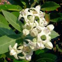 Semínka bílé kalotropie Calotropis gigantea 5 ks tropický keř s nápadnými bílými hvězdicovitými květy pro výsev a okrasné domácí pěstování 2