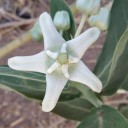 Semínka bílé kalotropie Calotropis gigantea 5 ks tropický keř s nápadnými bílými hvězdicovitými květy pro výsev a okrasné domácí pěstování 3