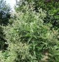Semínka blumey balzamovité Blumea balsamifera 20 ks tropická aromatická bylina se šedozelenými listy pro výsev a domácí pěstování 3