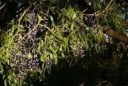 Semínka bolusantu Bolusanthus speciosus 10 ks africký bonsaj strom s fialovými hroznovitými květy pro výsev a domácí pěstování 2