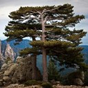 Semínka borovice černé Pinus nigra laricio 15 ks Vzrostlý jehličnatý strom s tmavě zelenými jehlicemi Na zahradu i jako solitéra 1