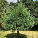 Semínka borovice himálajské Pinus wallichiana 100 ks Jehličnan s dlouhými převislými jehlicemi Na zahradu i jako solitéra 3