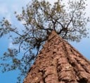 Semínka borovice Pinus kesiya 20 ks Jehličnatý strom s dlouhými tenkými jehlicemi Na zahradu i jako solitéra do skleníku 1