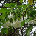 Semínka brugmansie stromovité Brugmansia arborea 10 ks vzácný andský strom s bílými trubkovitými květy pro výsev a okrasné pěstování 2