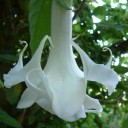 Semínka brugmansie stromovité Brugmansia arborea 10 ks vzácný andský strom s bílými trubkovitými květy pro výsev a okrasné pěstování 3
