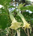 Semínka brugmansie stromovité Brugmansia arborea 10 ks vzácný andský strom s bílými trubkovitými květy pro výsev a okrasné pěstování 4