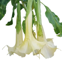 Semínka brugmansie vonné bílé Brugmansia suaveolens 5 ks tropický keř s velkými bílými trubkovitými květy pro výsev a pěstování 1